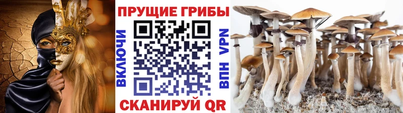 Псилоцибиновые грибы GOLDEN TEACHER  Северск 